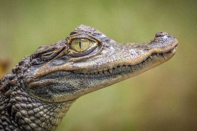 Sapņi par aligatoriem - neticams varas un gudrības simbols