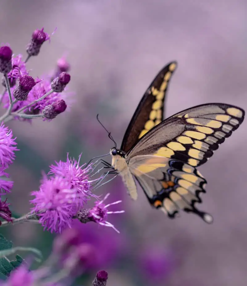 A metamorfózistól a jelentésig: Mit szimbolizálnak a pillangók?
