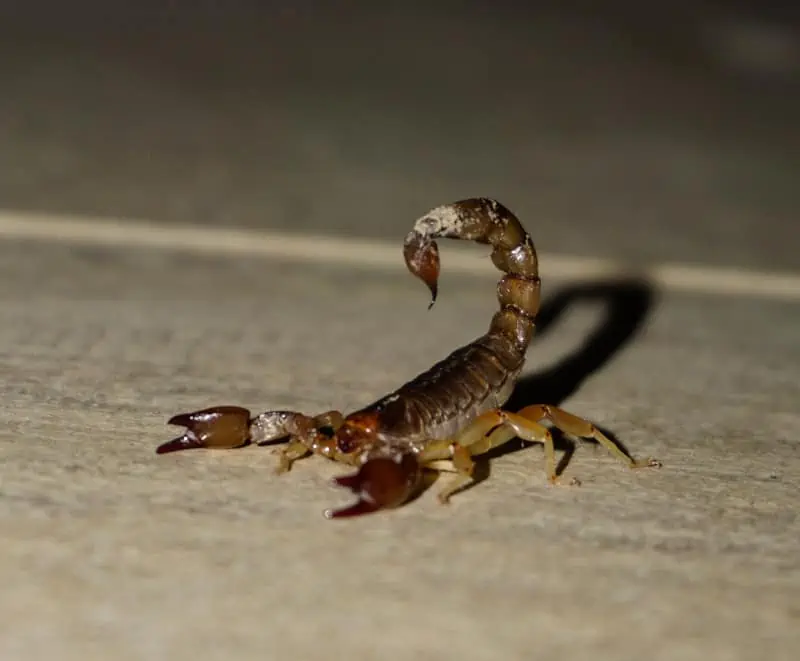 Skorpiona gara dzīvnieks 5 dzīvnieki, kas pārstāv šo zīmi