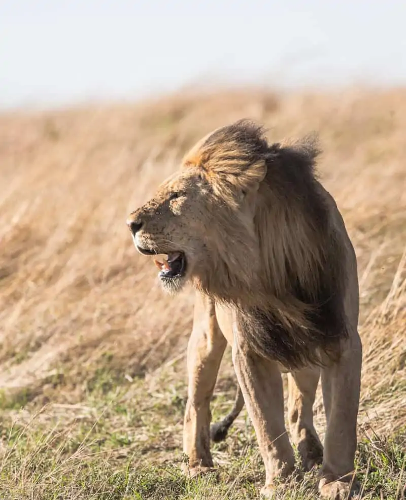 5 animaux spirituels du Lion : de puissantes représentations des traits de caractère du Lion